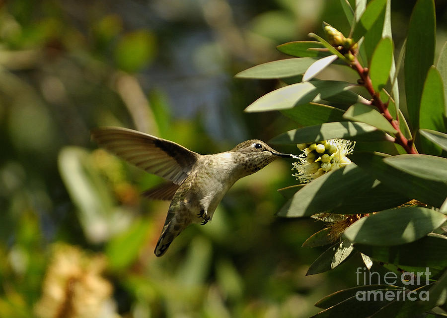 The Hummingbird #3 Photograph by Marc Bittan