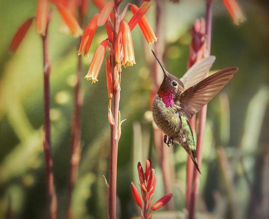 The Hummingbird  #3 Photograph by Saija Lehtonen