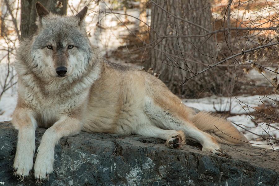 The International Wolf Center in Ely, Minnesota houses several G ...