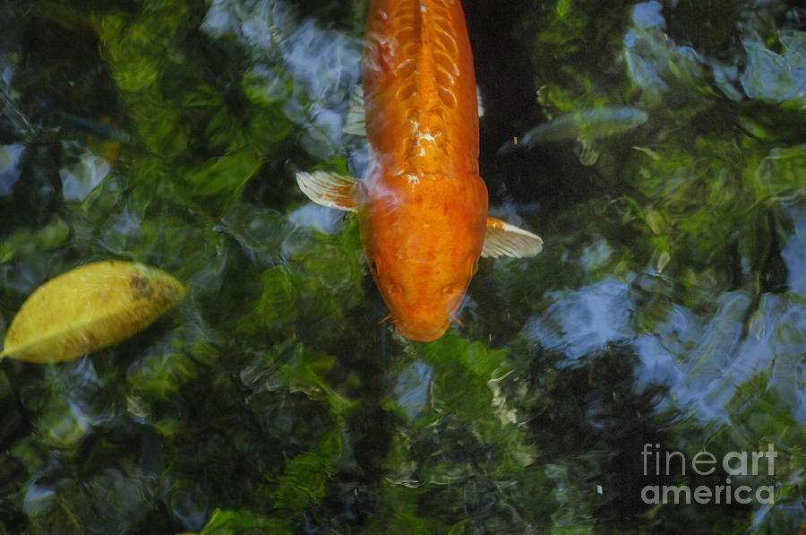 The Koi Pond #3 Photograph by Marc Bittan