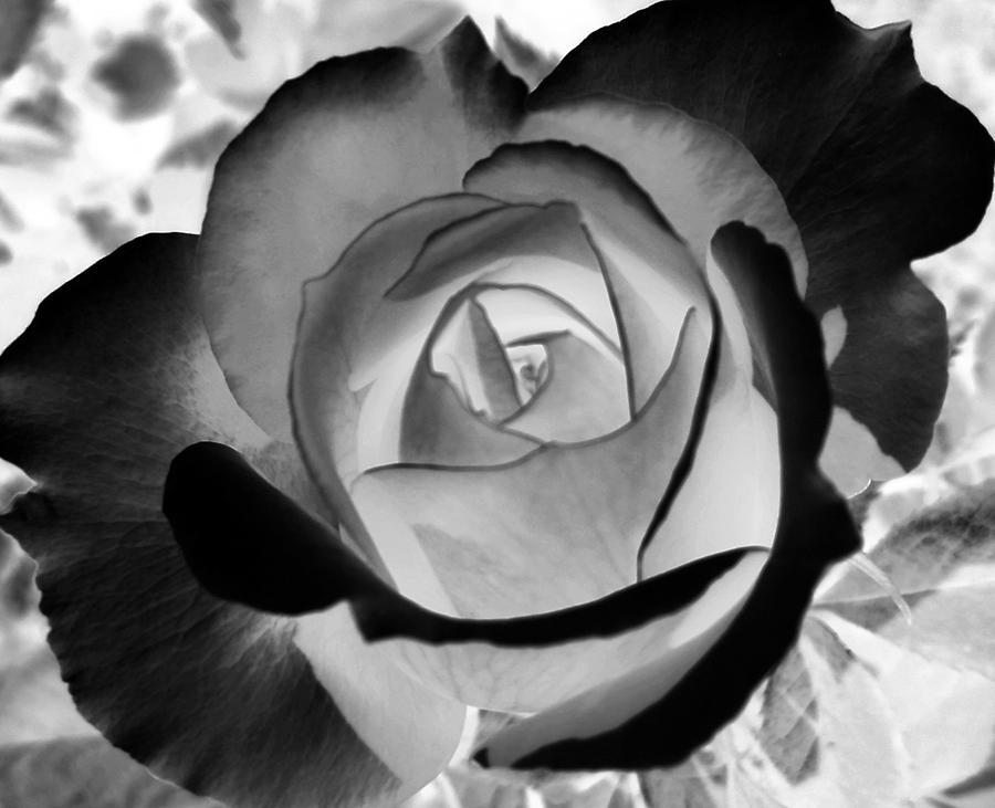 The Rose #3 Photograph by Belinda Cox