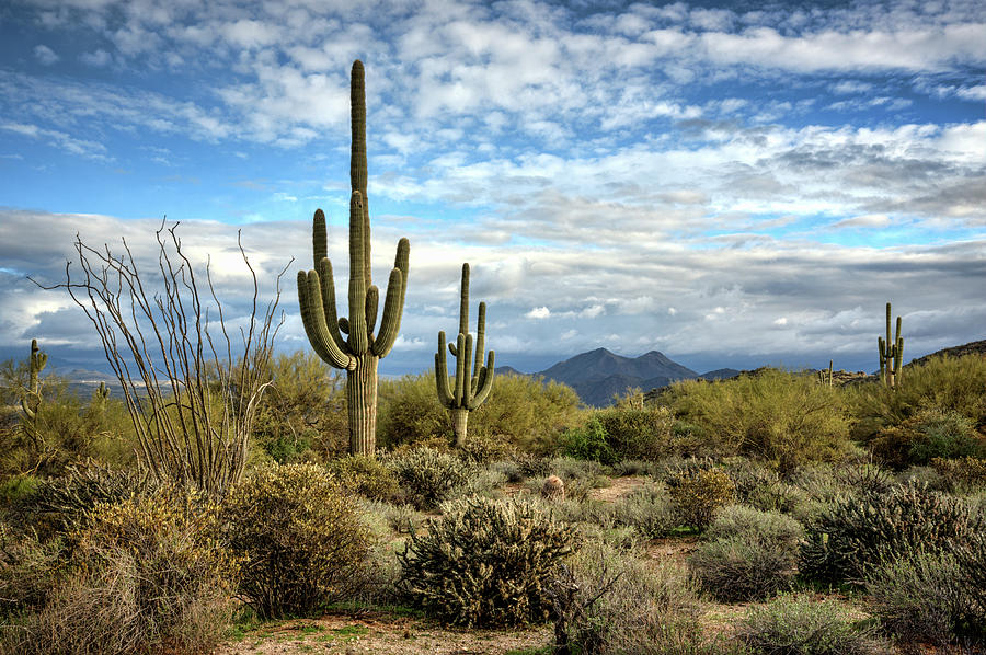 The Sonoran Desert  #3 Photograph by Saija Lehtonen