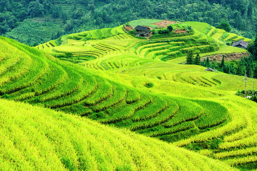The terraced fields scenery in autumn #3 Photograph by Carl Ning