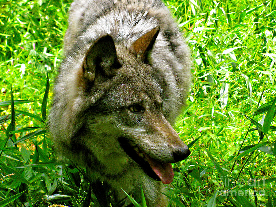 The Wild Wolve Group A #3 Photograph by Debra     Vatalaro