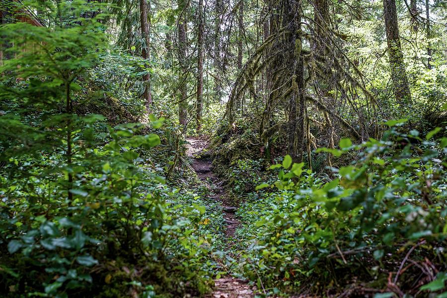 Oregon Photograph - Thickly Wooded Area by Ric Schafer Oregon Photograph - Thickly Wooded Area by Ric Schafer