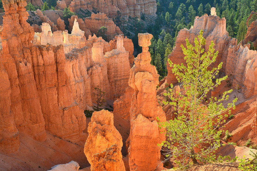 Bryce Canyon National Park Photograph - Thors Hammer #4 by Ray Mathis