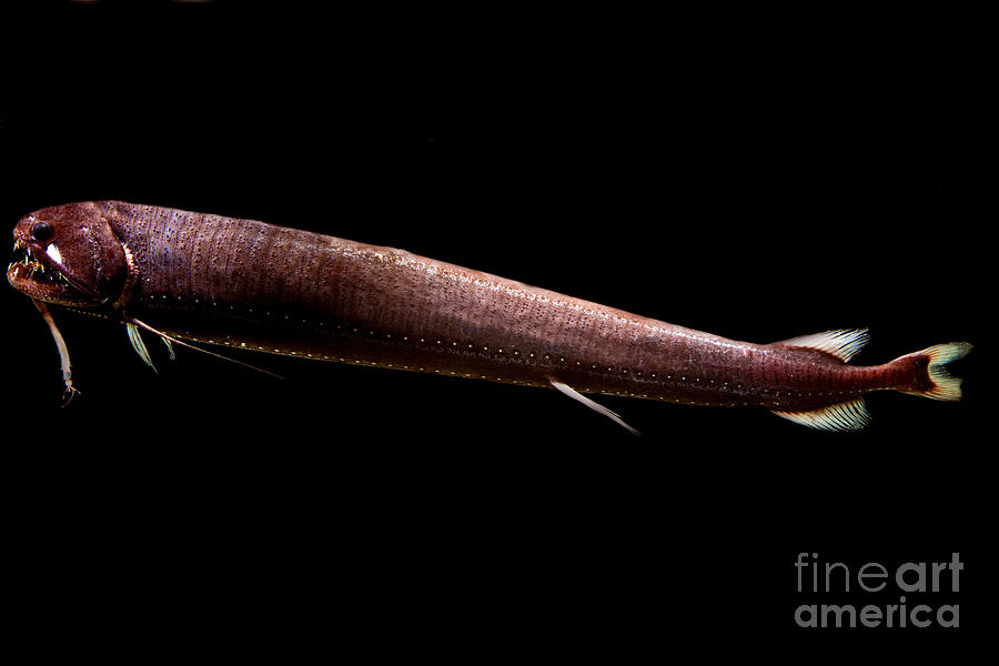 Threadfin Dragonfish #3 Photograph by Dant Fenolio