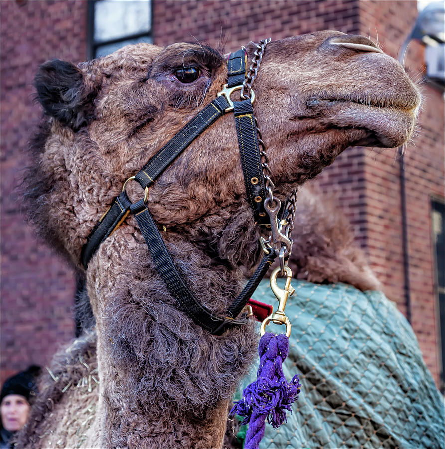 Three King Day Parade El Museo del Barrio 1_6_17 Camel #3 Photograph by Robert Ullmann