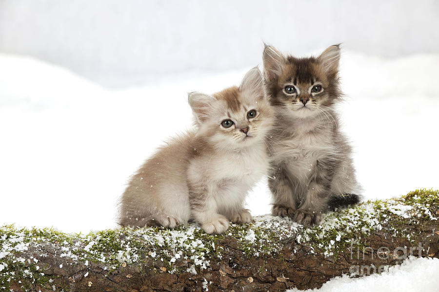 Cat Photograph - Tiffanie Kittens #5 by John Daniels