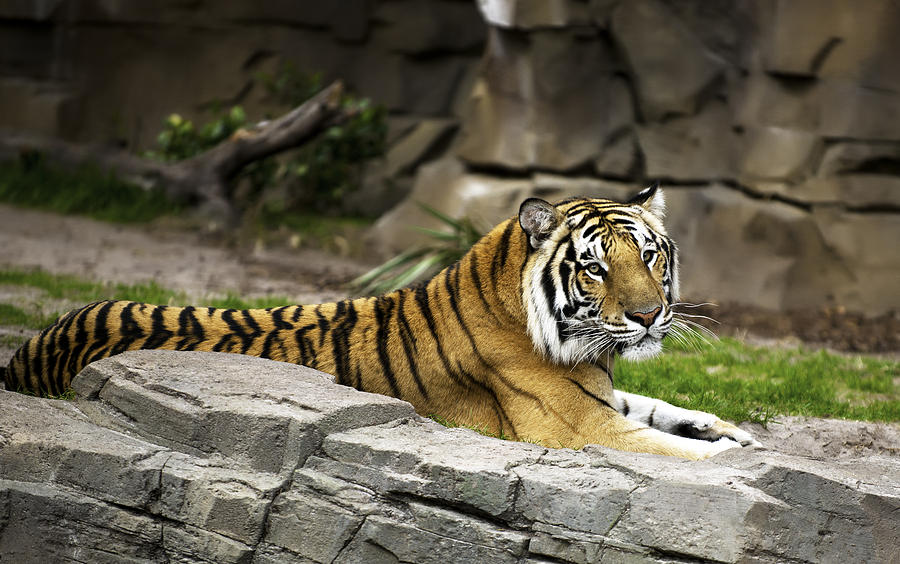 Tiger #3 Photograph by Gouzel -