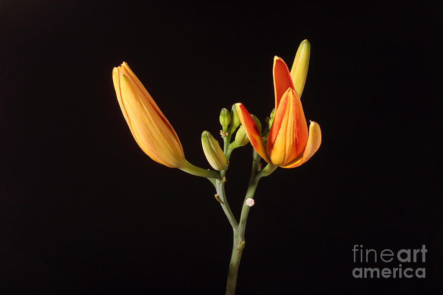 Lily Photograph - Tiger Lily Flower Opening Part #3 by Ted Kinsman