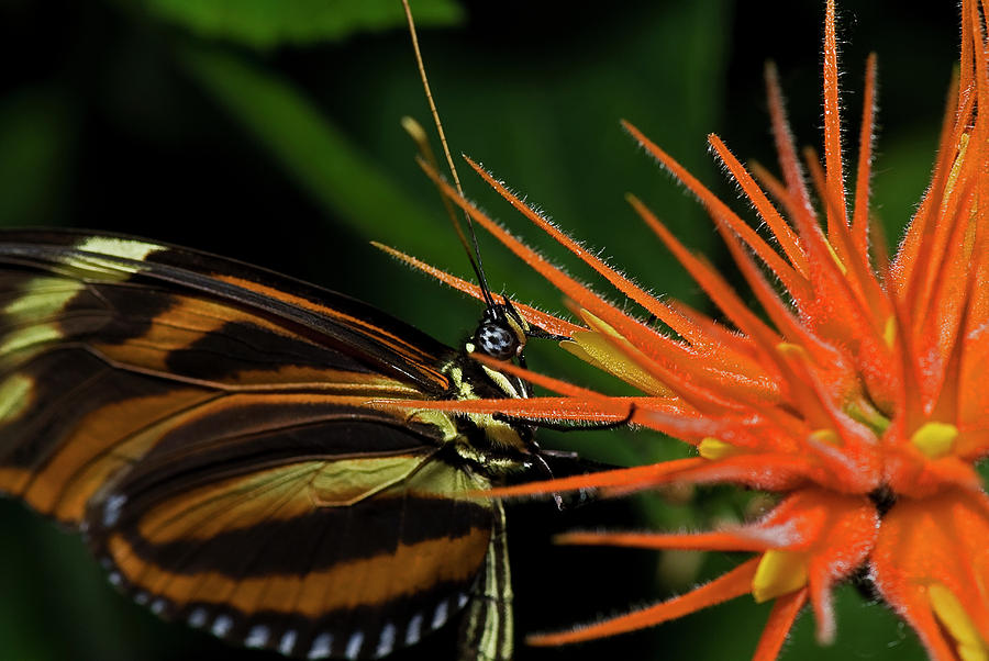 Tiger Longwing Butterfly #3 Photograph by JT Lewis