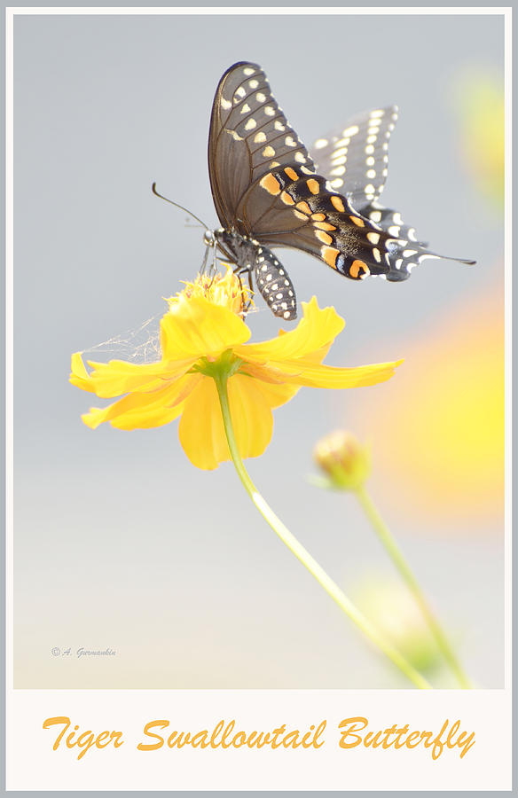 Tiger Swallowtail Butterfly on Cosmos Flower #3 Photograph by A Macarthur Gurmankin