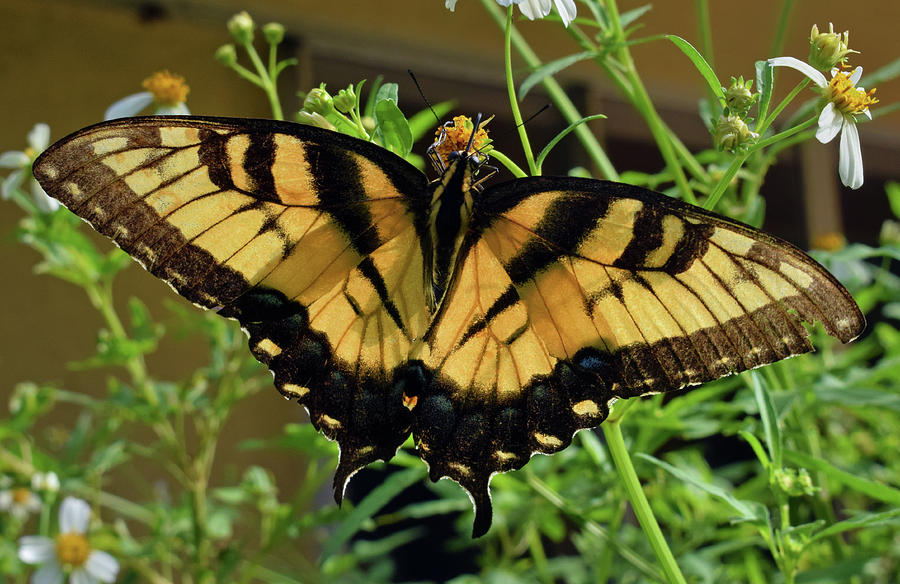 Tiger Swallowtail #3 Photograph by Larah McElroy