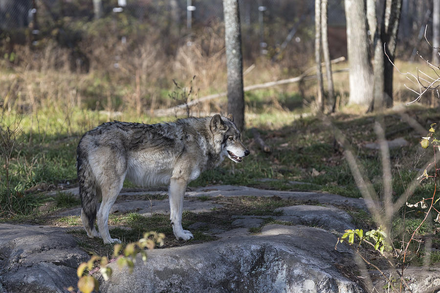 Timber Wolves #3 Photograph by Josef Pittner