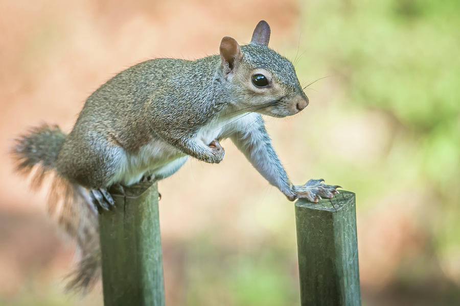 Tiny Squirrel On A Fence #3 Photograph by Alex Grichenko