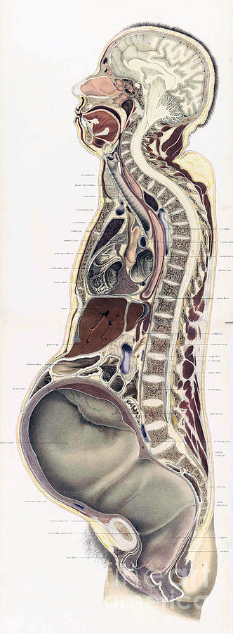 Topographisch-anatomischer, Braune, 1872 #3 Photograph by Science Source