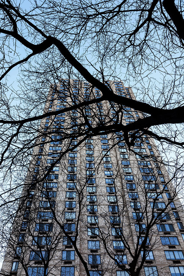 Tree and High Rise #3 Photograph by Robert Ullmann