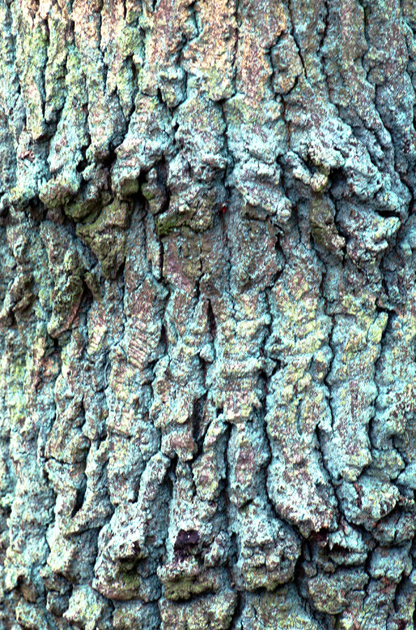 Tree Bark #3 Photograph by John Foxx
