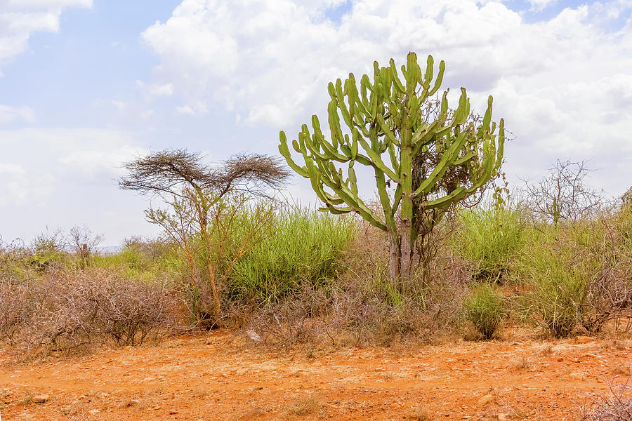 Trees in Ethiopia #3 Photograph by Marek Poplawski