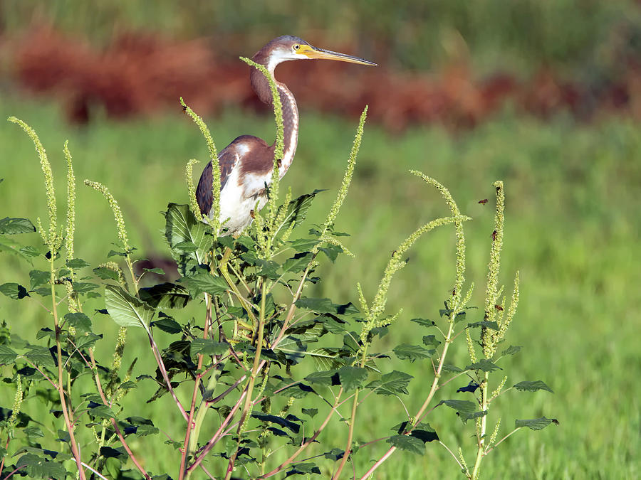 Tricolored Heron #3 Photograph by Tam Ryan