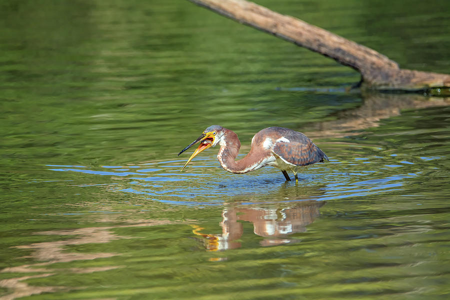 Tricolored Heron with Fish #3 Photograph by Tam Ryan