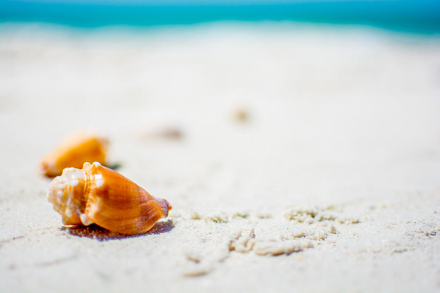 Shell Photograph - Tropical Paradise #3 by Manuel Lopez