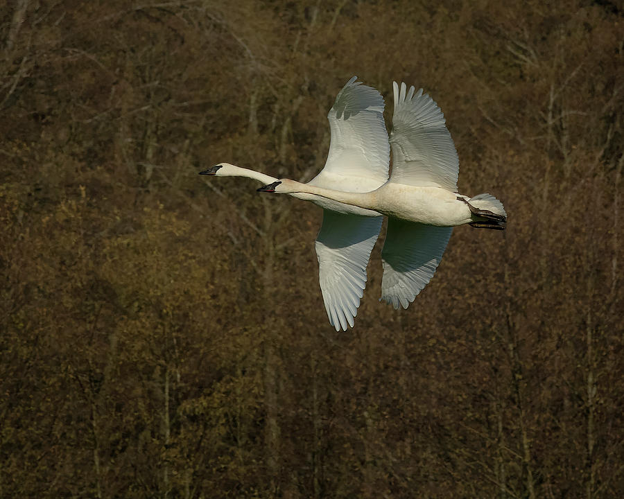 Swan Photograph - Trumpeter Swans #3 by Bob Stevens