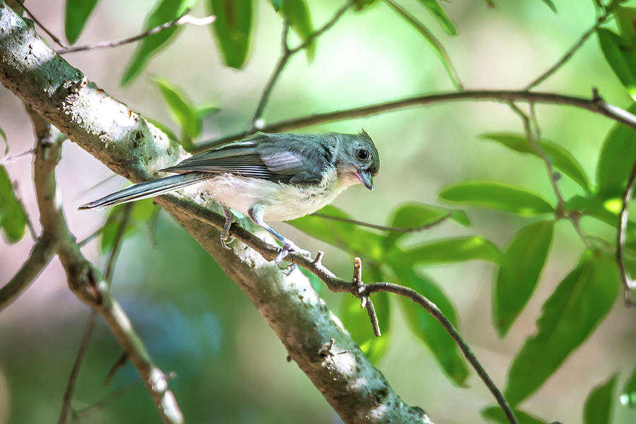 Tufted Titmouse In The Wilds Of South Carolina #3 Photograph by Alex Grichenko