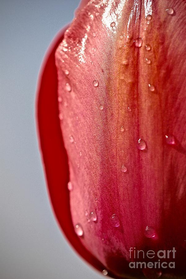 Tulip #3 Photograph by Elisabeth Derichs