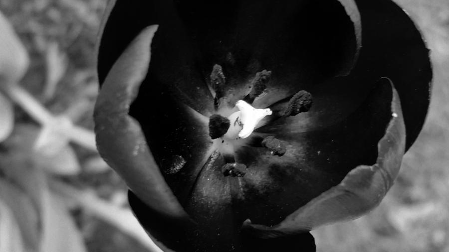 Tulip Flower #3 Photograph by Belinda Cox