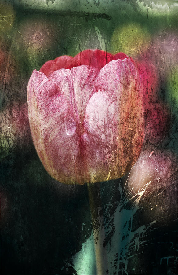 Tulip #4 Photograph by Maria Heyens