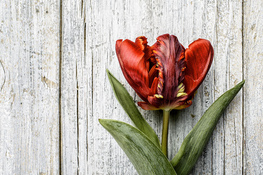 Onion Photograph - Tulip #3 by Nailia Schwarz