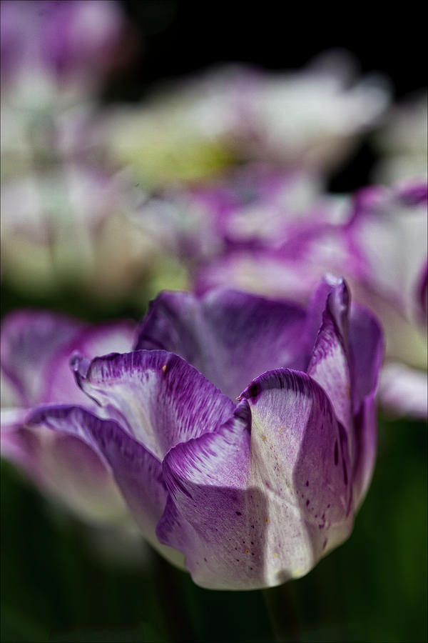 Tulip  #3 Photograph by Robert Ullmann