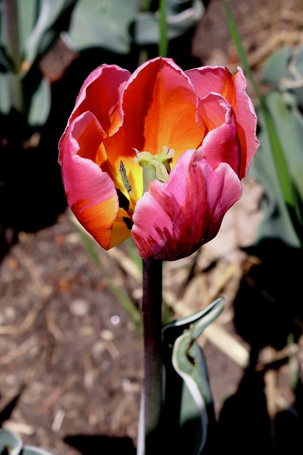 Tulip #3 Photograph by Sarah Lilja