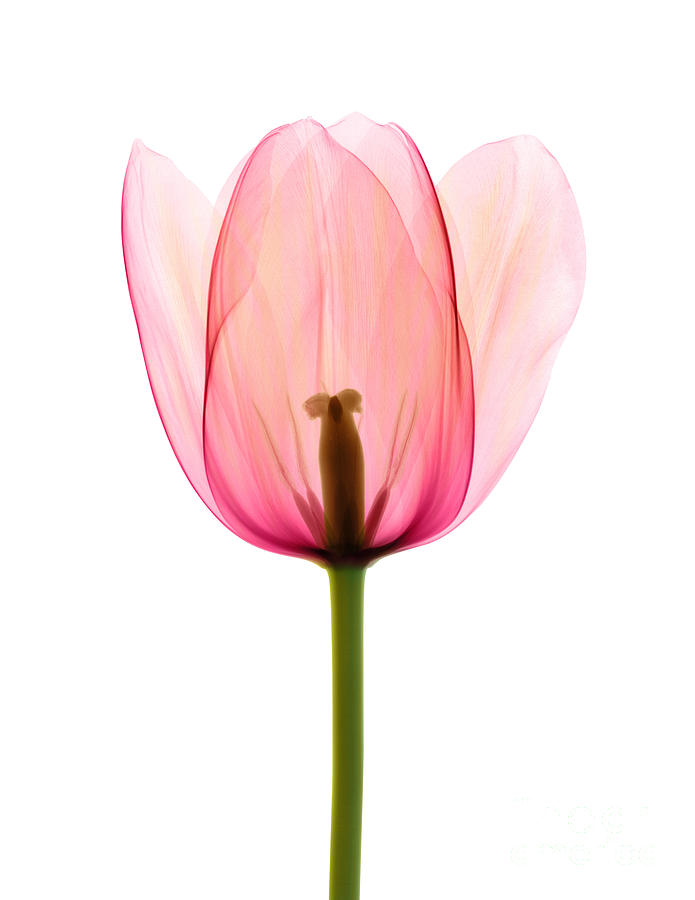 Tulip, X-ray #4 Photograph by Ted Kinsman