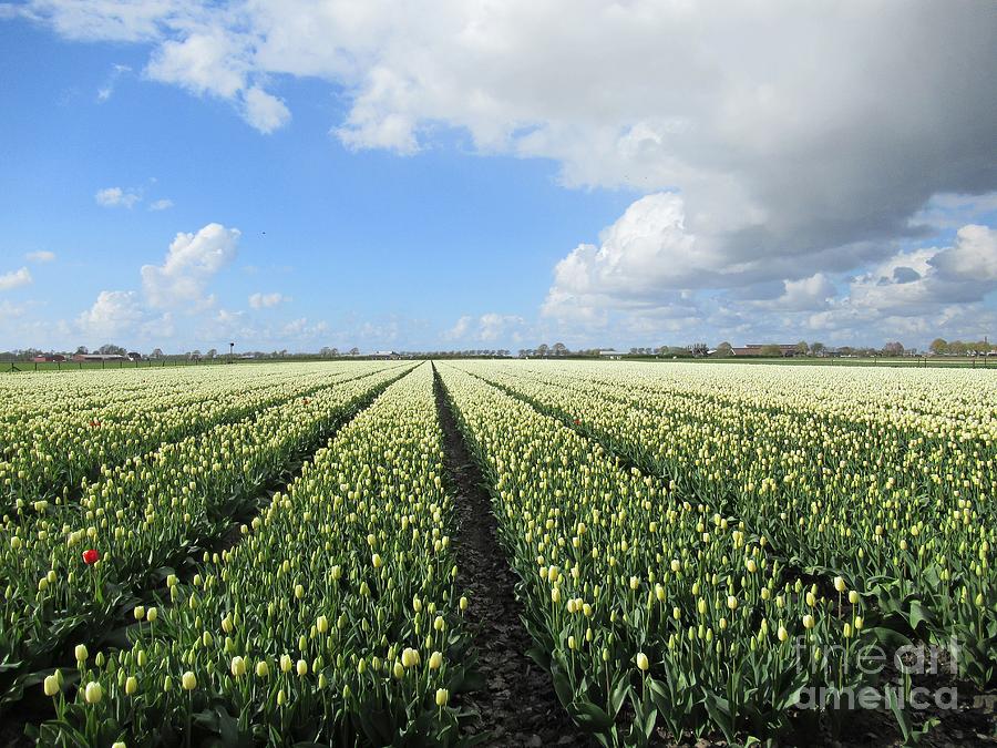 Tulips in Warmenhuizen #3 Photograph by Chani Demuijlder