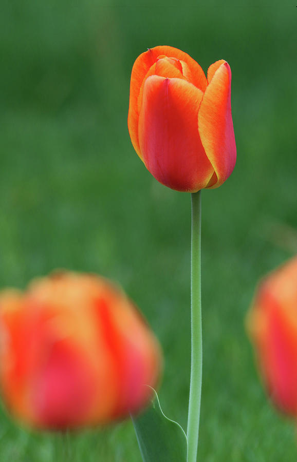 Tulips Setauket New York #3 Photograph by Bob Savage