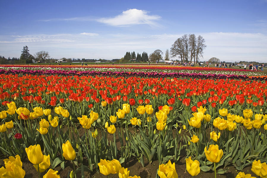 Tulips, Willamette Valley, Oregon Photograph by Buddy Mays - Fine Art ...