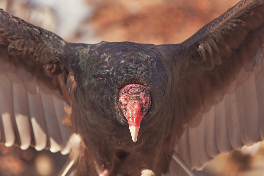 Turkey Vulture  #3 Photograph by Brian Cross