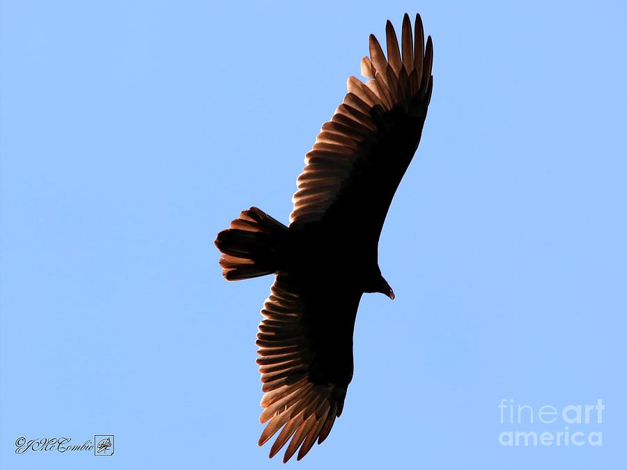 Turkey Vulture in Flight #3 Photograph by J McCombie