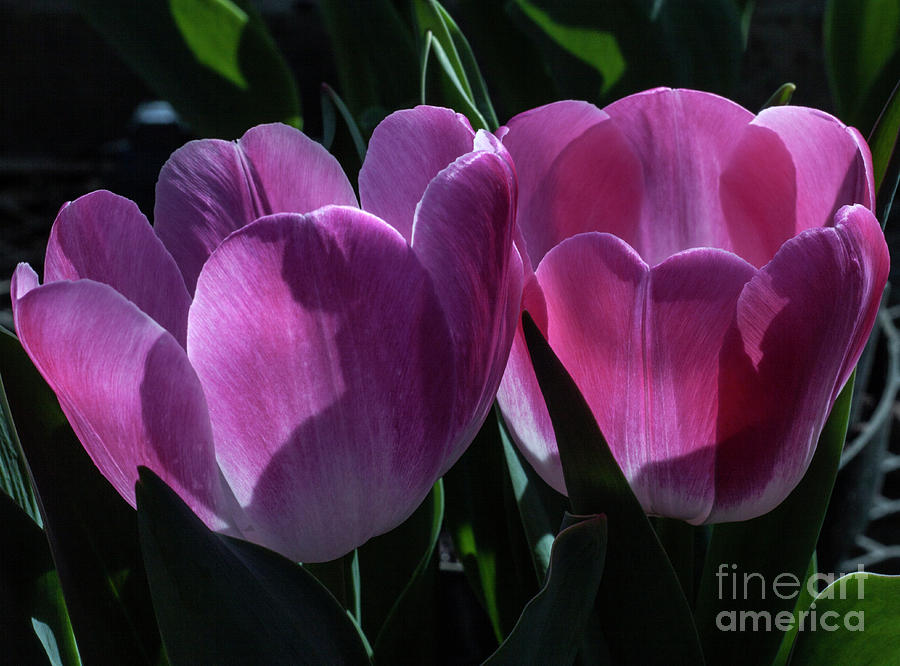 Tulip Photograph - Twins #4 by Doug Norkum