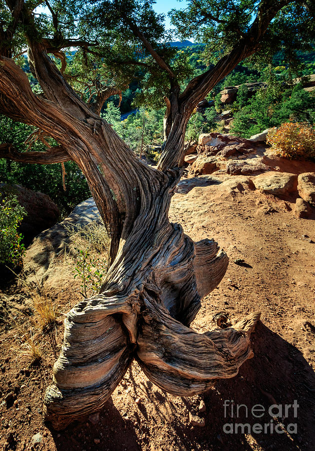 Twisted Tree Photograph