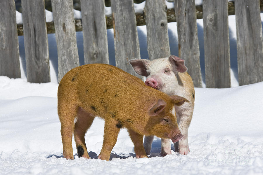 Two Piglets Playing #3 Photograph by Jean-Louis Klein & Marie-Luce Hubert