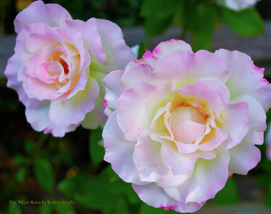 Two White Roses #3 Photograph by Barbara Snyder
