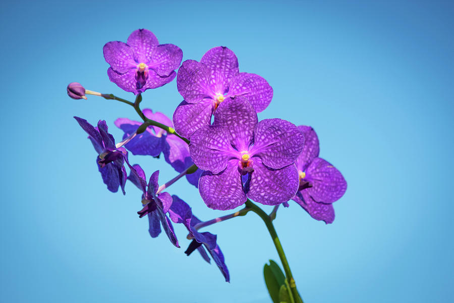 Vanda Orchids Pachara Delight #3 Photograph by Rich Franco