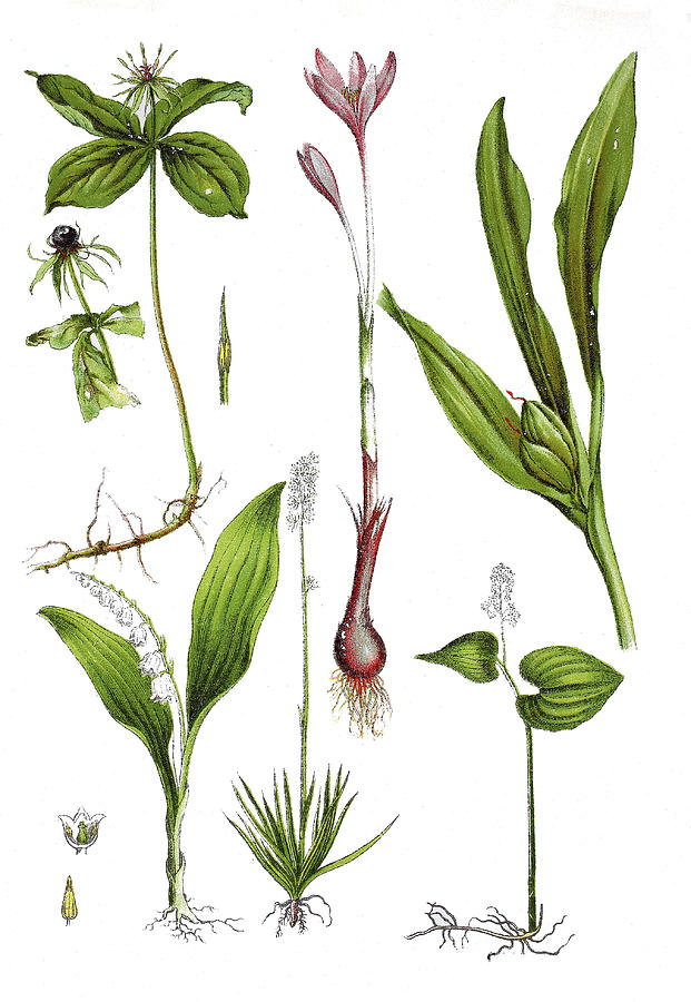 Various Medicinal Plants Drawing