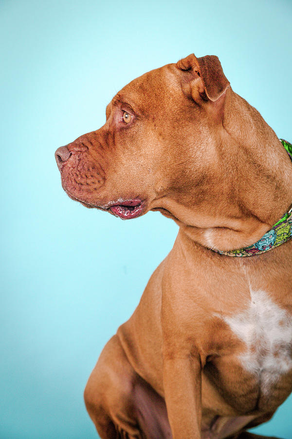 Dog Photograph - Vasily #3 by Pit Bull Headshots by Headshots Melrose
