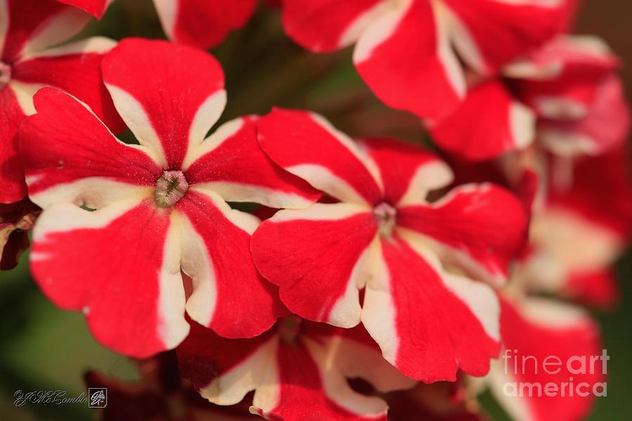 Verbena named Voodoo Red Star #4 Photograph by J McCombie