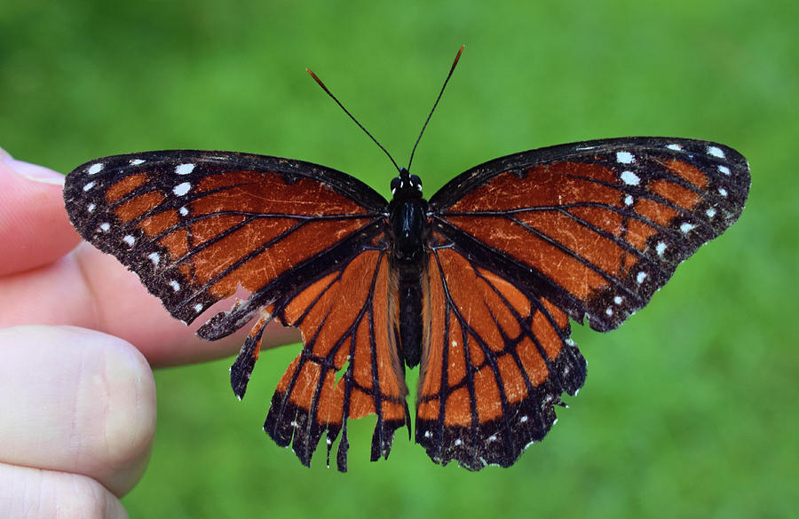 Viceroy Butterfly #3 Photograph by Larah McElroy